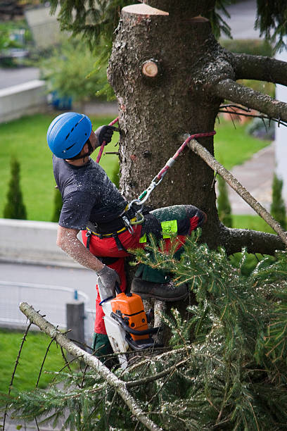 Best Palm Tree Trimming  in Short Hills, NJ